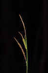 Upright sedge